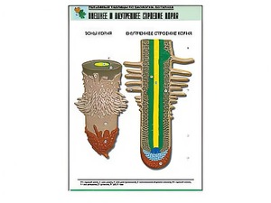 Рельефная таблица "Внешнее и внутреннее строение корня" (формат А1, матовое ламинирование) - fgospostavki.ru - Нижневартовск