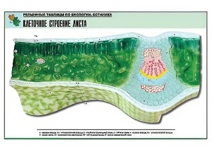 Рельефная таблица "Клеточное строение листа" (формат А1, матовое ламинирование) - fgospostavki.ru - Нижневартовск