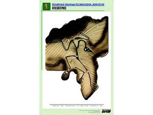 Рельефная таблица "Археоптерикс" (формат А1, матовое ламинирование) - fgospostavki.ru - Нижневартовск