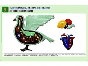 Рельефная таблица "Внутреннее строение голубя" (формат А1, матовое ламинирование) - fgospostavki.ru - Нижневартовск