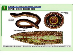 Рельефная таблица "Внутреннее строение дождевого червя" (формат А1, матовое ламинирование) - fgospostavki.ru - Нижневартовск