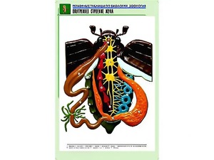 Рельефная таблица "Внутреннее строение жука" (формат А1, матовое ламинирование) - fgospostavki.ru - Нижневартовск