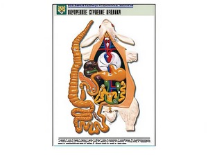 Рельефная таблица "Внутреннее строение кролика" (формат А1, матовое ламинирование) - fgospostavki.ru - Нижневартовск