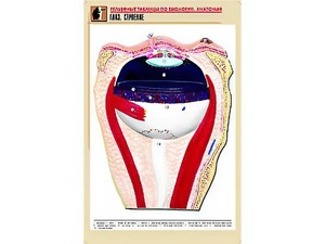 Рельефная таблица "Глаз. Строение" (формат А1, матовое ламинирование) - fgospostavki.ru - Нижневартовск