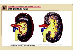 Рельефная таблица "Почка. Фронтальный разрез" (формат А1, матовое ламинирование) - fgospostavki.ru - Нижневартовск