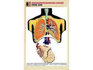 Рельефная таблица "Строение легких" (формат А1, матовое ламинирование) - fgospostavki.ru - Нижневартовск