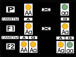 Модель-аппликация "Моногибридное скрещивание" (ламинированная) - fgospostavki.ru - Нижневартовск