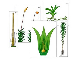 Модель-аппликация "Размножение мха" (ламинированная) - fgospostavki.ru - Нижневартовск