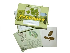 Гербарий "Дикорастущие растения" (30 видов, с иллюстрациями) - fgospostavki.ru - Нижневартовск