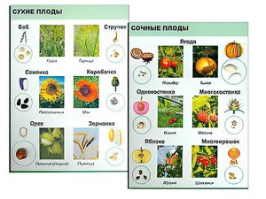 Коллекция "Семена и плоды" - fgospostavki.ru - Нижневартовск