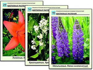 Гербарий фотографический "Основные группы растений" - fgospostavki.ru - Нижневартовск