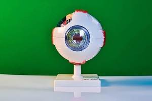 Модель глаза - fgospostavki.ru - Нижневартовск