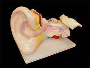 Модель уха - fgospostavki.ru - Нижневартовск