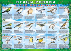 Комплект таблиц "Птицы России (4 листа)" (100х140 сантиметров, винил) - fgospostavki.ru - Нижневартовск