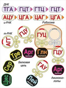 Модель-аппликация Биосинтез белка - fgospostavki.ru - Нижневартовск