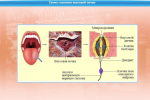 Интерактивные курсы. Биология 10 класс. Расширенный. - fgospostavki.ru - Нижневартовск