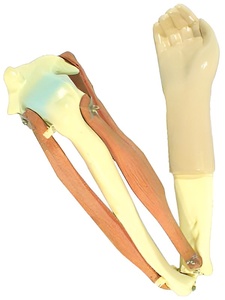 Модель локтевого сустава подвижная - fgospostavki.ru - Нижневартовск