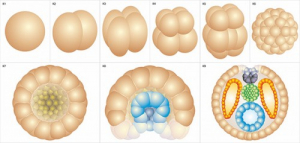 Модель-аппликация Размножение и развитие хордовых - fgospostavki.ru - Нижневартовск