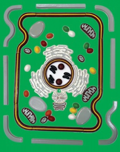 Модель-аппликация "Строение клетки" (набор из 54 пластмассовых фигур) - fgospostavki.ru - Нижневартовск