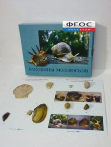 Коллекция "Раковины моллюсков" - fgospostavki.ru - Нижневартовск