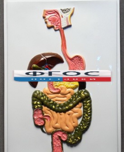 Модель барельефная "Пищеварительный тракт" - fgospostavki.ru - Нижневартовск