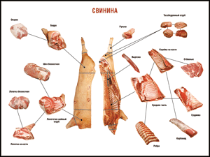 Таблица "Правила разделки мясных туш. Свинина" (100х140 сантиметров. винил) - fgospostavki.ru - Нижневартовск