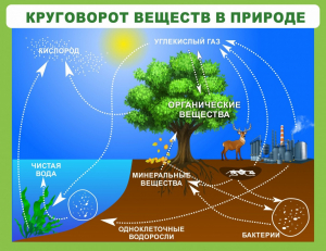 Стенд "Круговорот веществ" - fgospostavki.ru - Нижневартовск