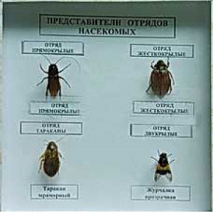 Коллекция энтомологическая "Представители отряда насекомых" - fgospostavki.ru - Нижневартовск