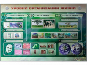 Электрифицированный стенд "Уровни организации жизни" - fgospostavki.ru - Нижневартовск