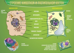 Стенд "Строение животной и растительной клеток" - fgospostavki.ru - Нижневартовск