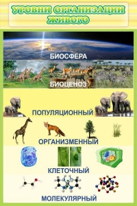 Стенд "Уровни организации живого" - fgospostavki.ru - Нижневартовск