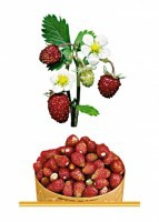 Комплект карточек "Запоминай, играй, считай" - Ягоды - fgospostavki.ru - Нижневартовск