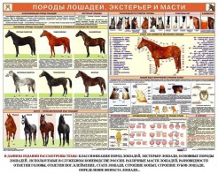 Комплект плакатов "Служебное коневодство" - fgospostavki.ru - Нижневартовск