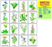 Раздаточные карточки "Цветы полевые" - fgospostavki.ru - Нижневартовск