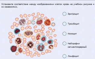 Интерактивные курсы. Биология 11 класс. Расширенный. - fgospostavki.ru - Нижневартовск
