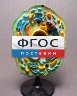 Модель "Клетка растения" - fgospostavki.ru - Нижневартовск