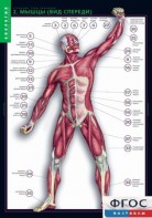 Комплект таблиц. Биология. Строение тела человека. - fgospostavki.ru - Нижневартовск
