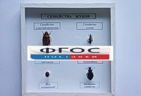 Коллекция "Семейство жуков" - fgospostavki.ru - Нижневартовск