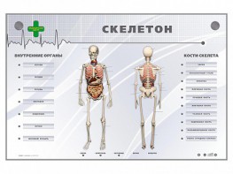 Электрифицированный стенд-тренажер "Скелетон" - fgospostavki.ru - Нижневартовск