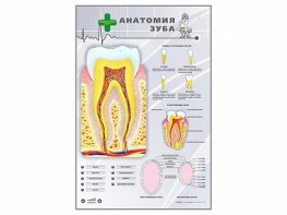 Электрифицированный стенд "Анатомия зуба" - fgospostavki.ru - Нижневартовск