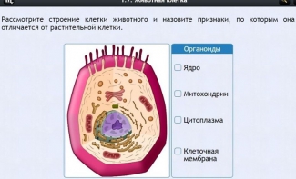 Интерактивные курсы. Биология 8 класс. Базовый - fgospostavki.ru - Нижневартовск
