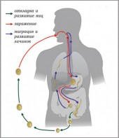 Модель-аппликация Цикл развития аскариды - fgospostavki.ru - Нижневартовск