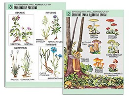 Комплект таблиц "Окружающий мир. Грибы. Растительный мир" (12 таблиц, А1, ламинированные) - fgospostavki.ru - Нижневартовск