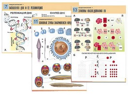 Комплект таблиц по биологии демонстрационных "Общая биология 1" (16 таблиц, формат А1, ламинированные) - fgospostavki.ru - Нижневартовск