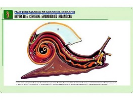 Рельефная таблица "Внутреннее строение брюхоногого моллюска" (формат А1, матовое ламинирование) - fgospostavki.ru - Нижневартовск