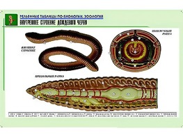 Рельефная таблица "Внутреннее строение дождевого червя" (формат А1, матовое ламинирование) - fgospostavki.ru - Нижневартовск