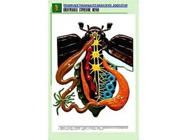 Рельефная таблица "Внутреннее строение жука" (формат А1, матовое ламинирование) - fgospostavki.ru - Нижневартовск