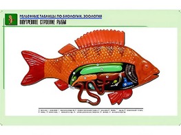 Рельефная таблица "Внутреннее строение рыбы" (формат А1, матовое ламинирование) - fgospostavki.ru - Нижневартовск