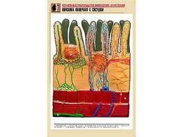 Рельефная таблица "Ворсинка кишечная с сосудом" (формат А1, матовое ламинирование) - fgospostavki.ru - Нижневартовск