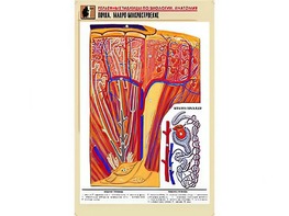 Рельефная таблица "Почка. Макро-микростроение" (формат А1, матовое ламинирование) - fgospostavki.ru - Нижневартовск